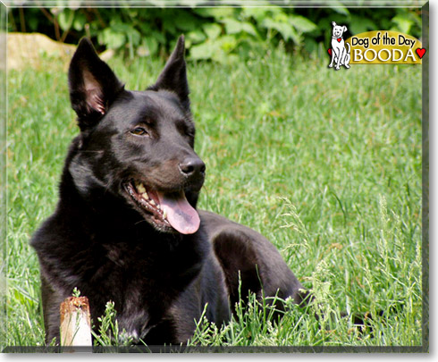 Booda, the Dog of the Day