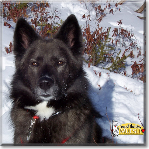 Muesli, the Dog of the Day