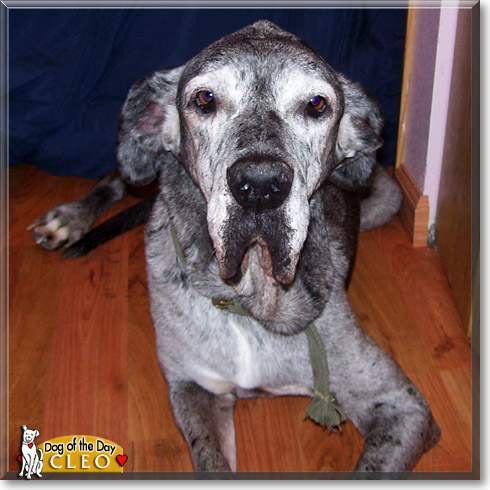 Cleo, the Dog of the Day