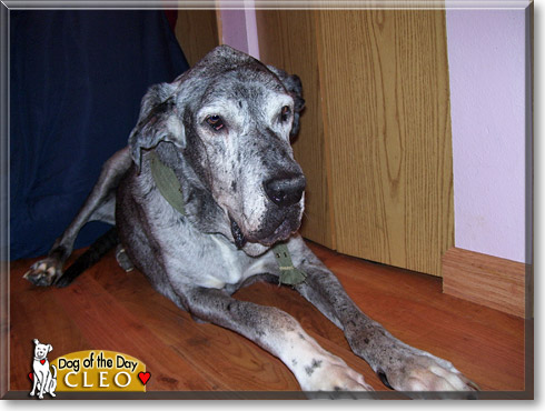 Cleo, the Dog of the Day