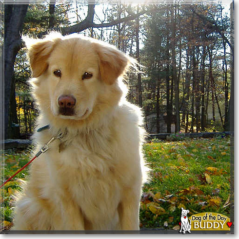 Buddy, the Dog of the Day Buddy, the Dog of the Day