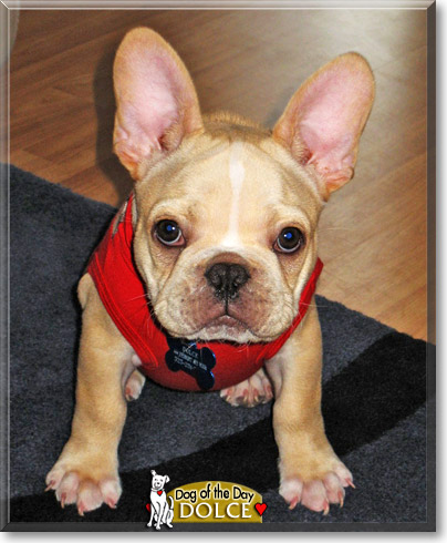 Dolce, the Dog of the Day Dolce, the Dog of the Day