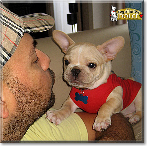Dolce, the Dog of the Day Dolce, the Dog of the Day