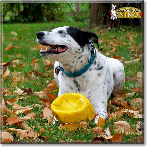 Niño, the Dog of the Day Niño, the Dog of the Day