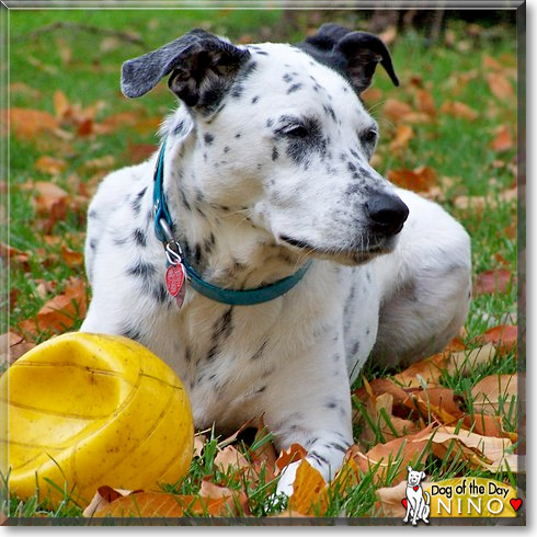 Niño, the Dog of the Day Niño, the Dog of the Day