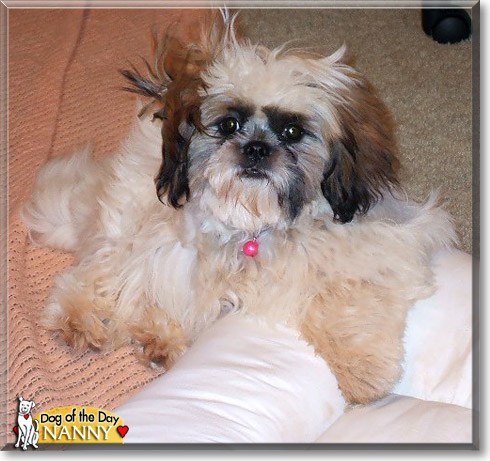 Nanny, the Dog of the Day Nanny, the Dog of the Day