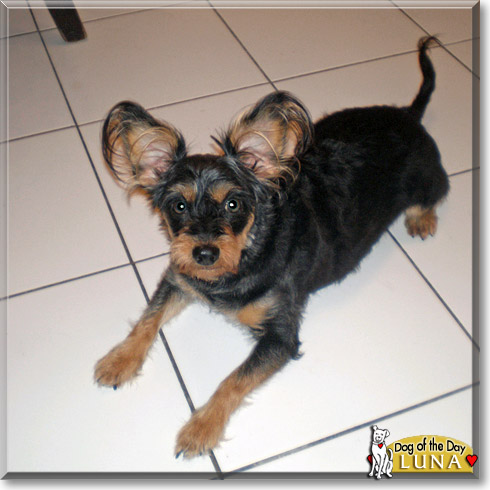 Luna, the Dog of the Day Luna, the Dog of the Day