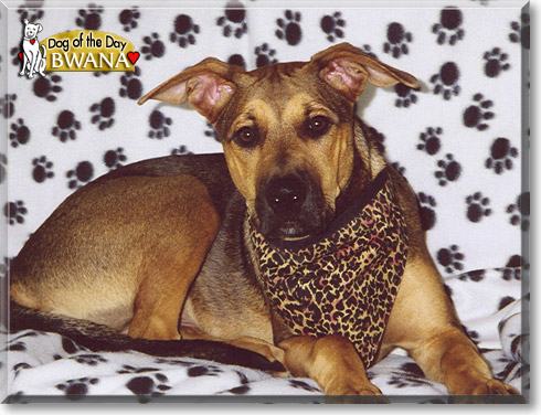 Bwana, the Dog of the Day