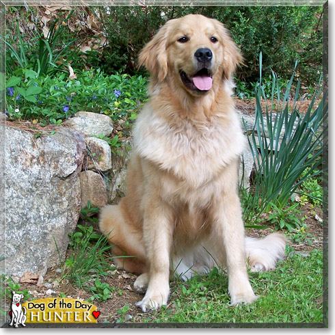 Hunter, the Dog of the Day Hunter, the Dog of the Day