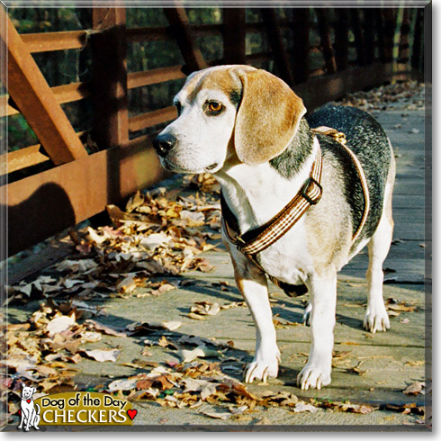 Checkers, the Dog of the Day Checkers, the Dog of the Day