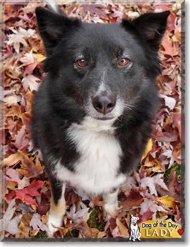 Lady, the Dog of the Day Lady, the Dog of the Day