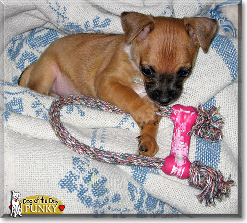 Punky, the Dog of the Day Punky, the Dog of the Day