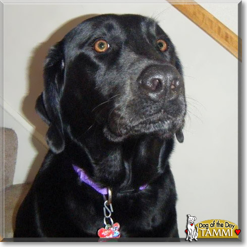 Tammi, the Dog of the Day