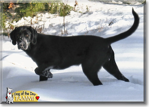 Tammi, the Dog of the Day