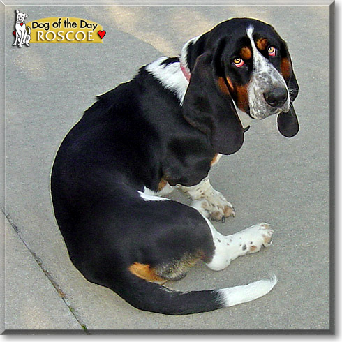 Roscoe, the Dog of the Day