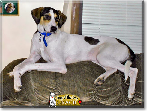 Gracie, the Dog of the Day Gracie, the Dog of the Day
