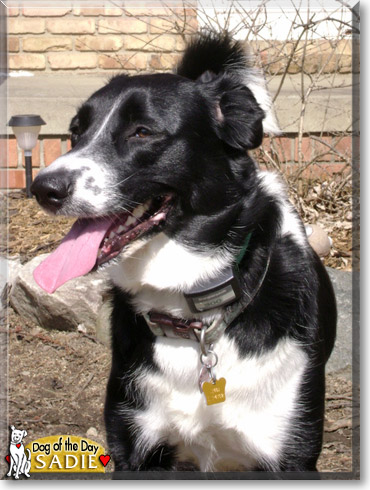 Sadie, the Dog of the Day Sadie, the Dog of the Day