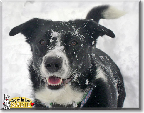 Sadie, the Dog of the Day Sadie, the Dog of the Day