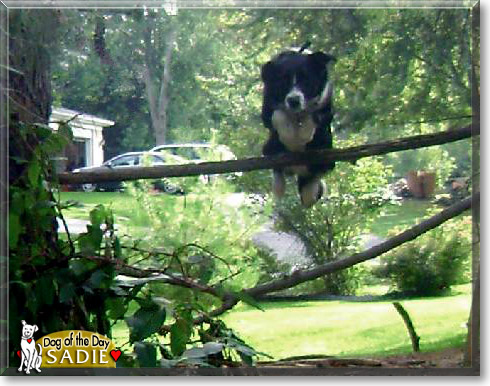 Sadie, the Dog of the Day Sadie, the Dog of the Day