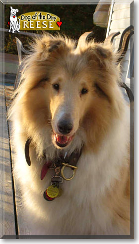 Reese, the Dog of the Day