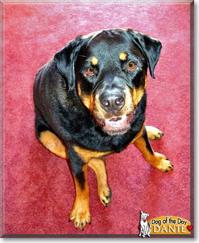Dante, the Dog of the Day