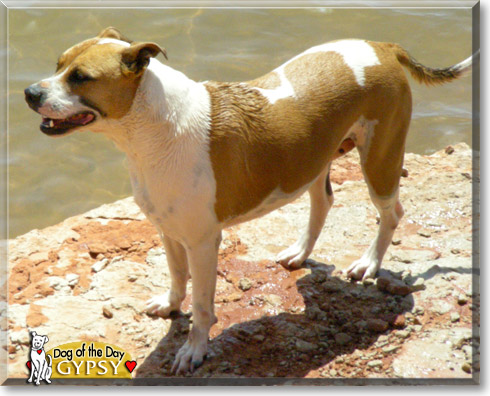 Gypsy, the Dog of the Day Gypsy, the Dog of the Day