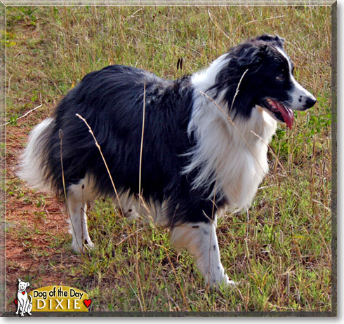 Dixie, the Dog of the Day