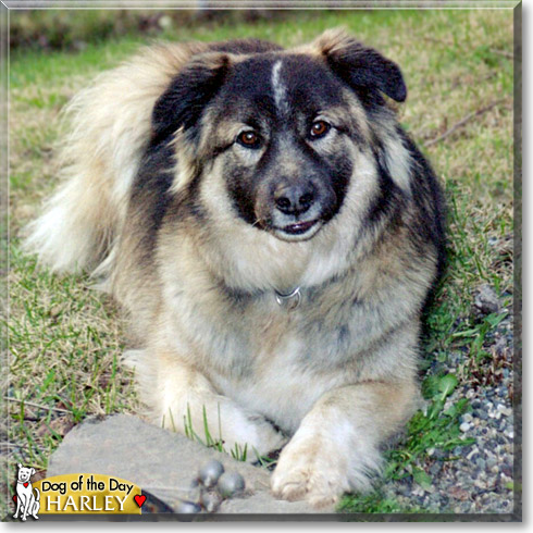 Harley, the Dog of the Day