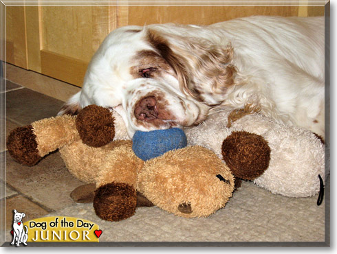 Junior, the Dog of the Day
