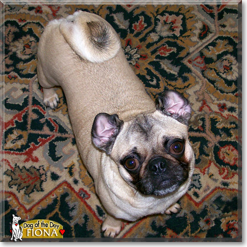 Fiona, the Dog of the Day