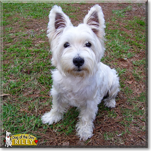 Riley, the Dog of the Day