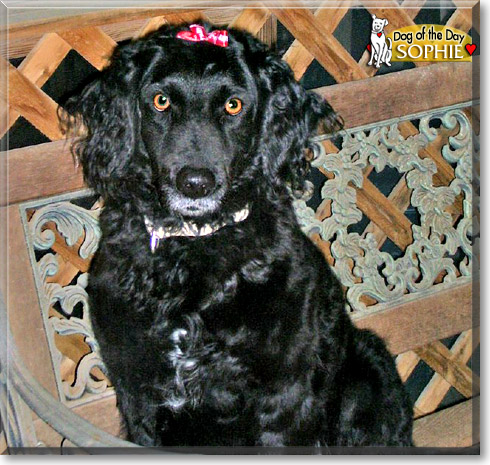 Sophie, the Dog of the Day