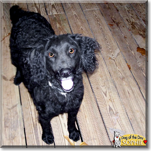 Sophie, the Dog of the Day