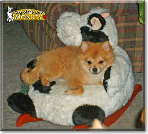Monkey, the Dog of the Day