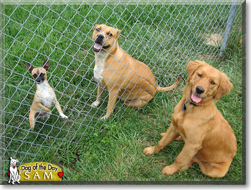 Sam, the Dog of the Day