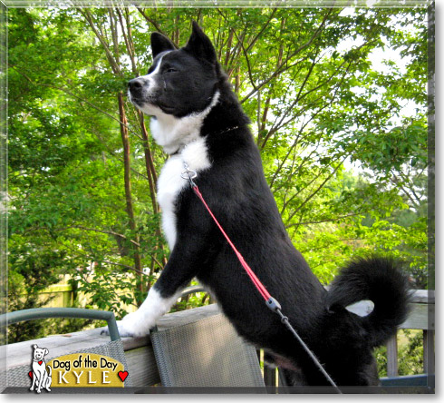 Kyle, the Dog of the Day