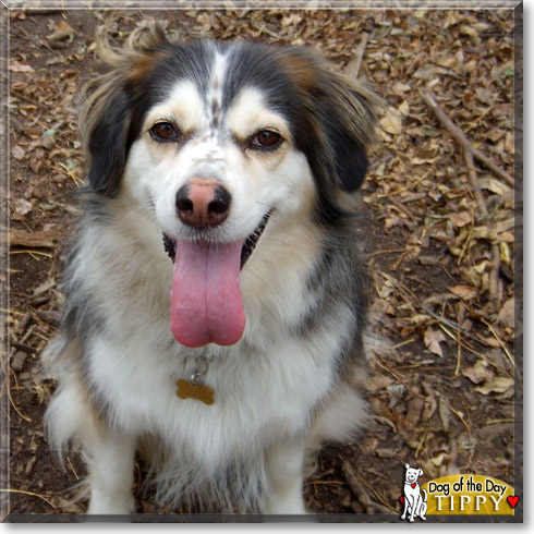 Tippy, the Dog of the Day
