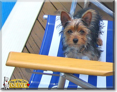 Olive, the Dog of the Day