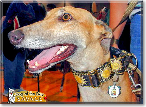 Savage, the Dog of the Day
