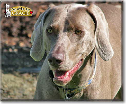 Gracie, the Dog of the Day