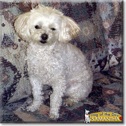 Samantha, the Dog of the Day