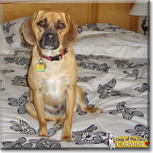 Carmine, the Dog of the Day