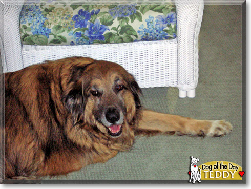 Teddy, the Dog of the Day