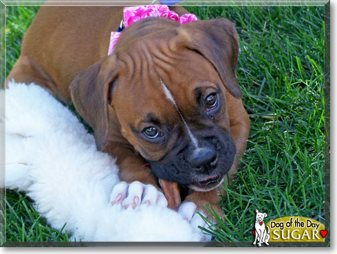 Sugar, the Dog of the Day