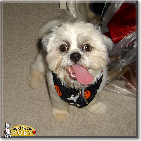 Koby, the Dog of the Day