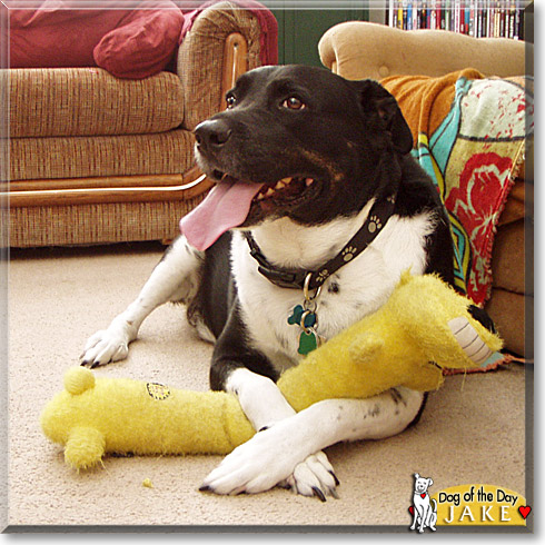Jake, the Dog of the Day