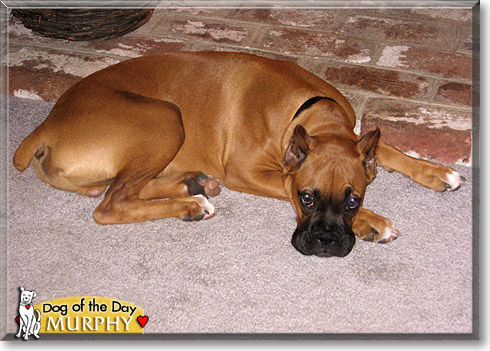 Murphy, the Dog of the Day