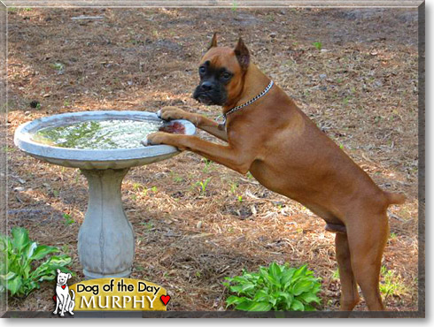 Murphy, the Dog of the Day