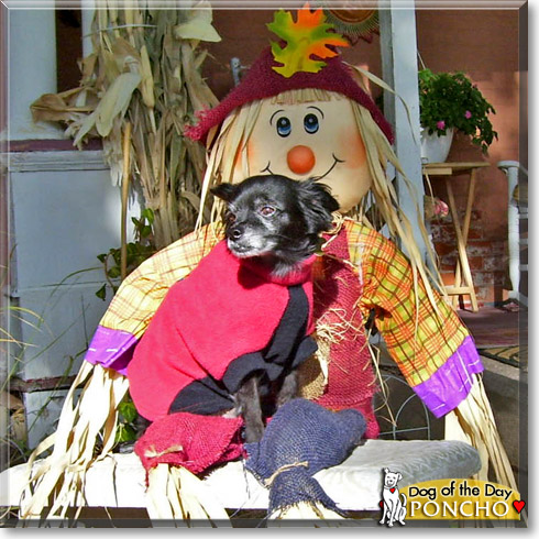 Poncho, the Dog of the Day