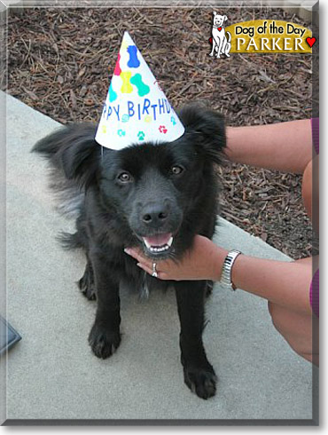 Parker, the Dog of the Day Parker, the Dog of the Day
